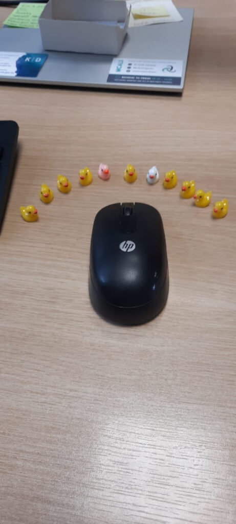 Ducks at an office desk.