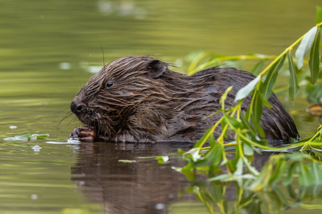 A Eurasian beaver swimming amongst summertime greenery