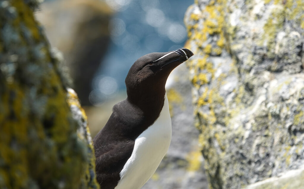 A Scottish Seabird, the Razorbill bill sits on St Kilda.