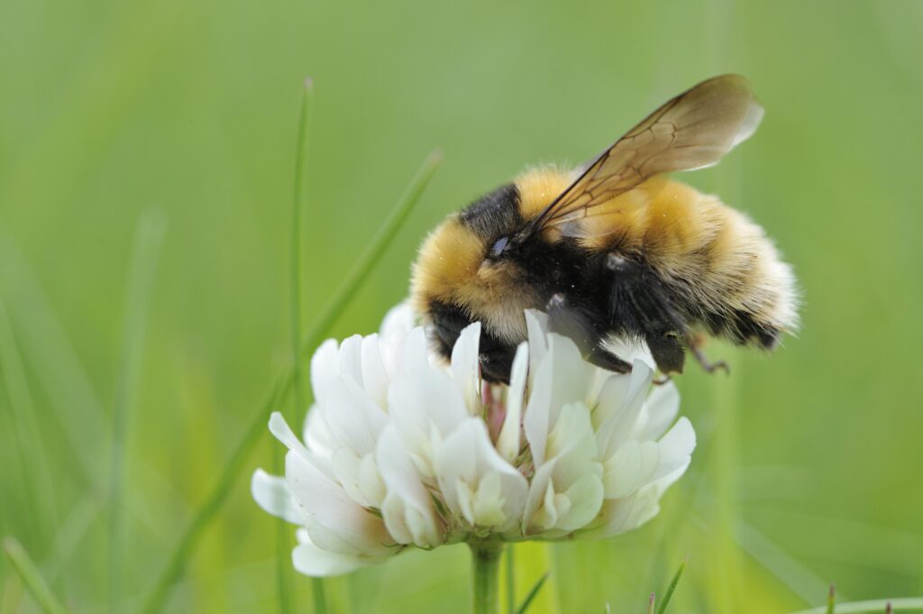 Bumblebee feeding on a flower