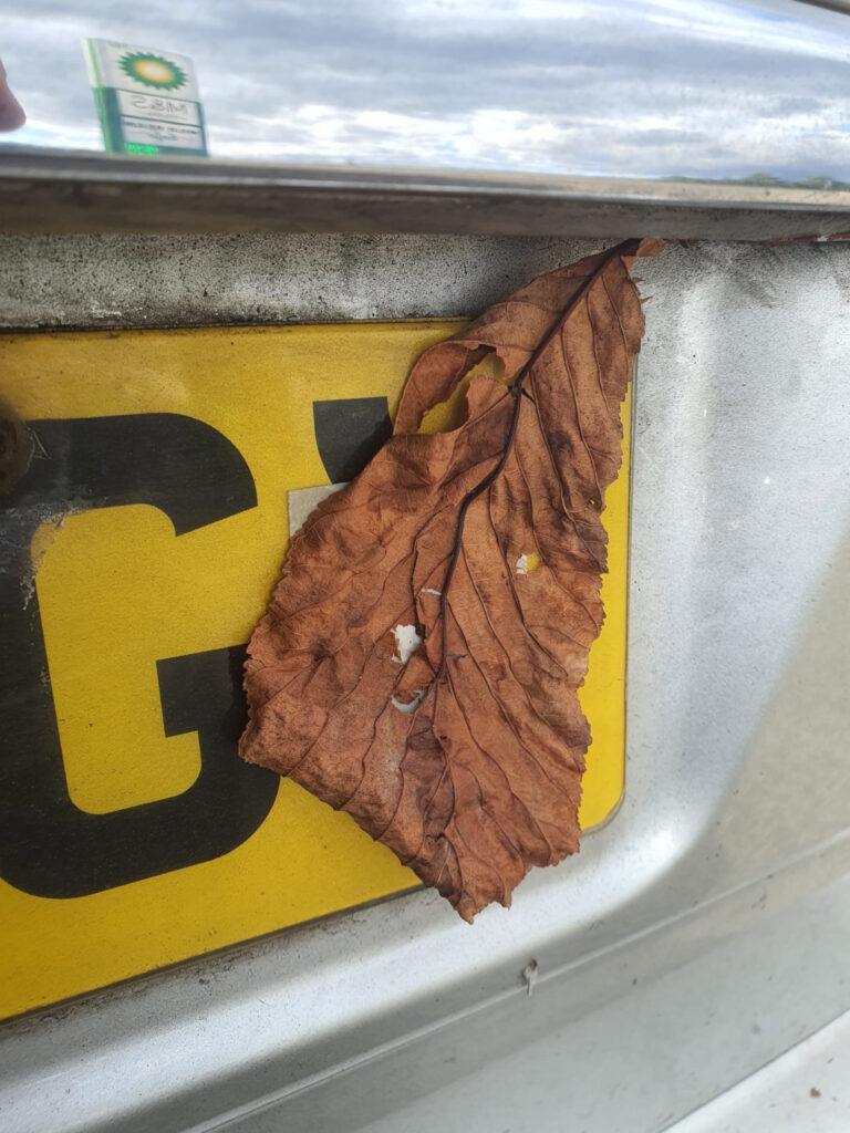 Leaf covering the drivers license plate