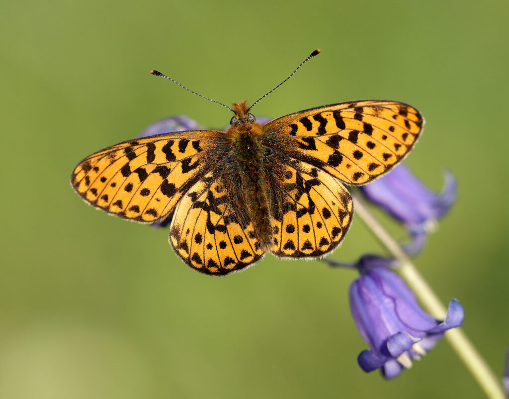 A Pearl-bordered Fritillary on a bluebell plant. Once common across Europe, it is now highly endangered across England and Wales.