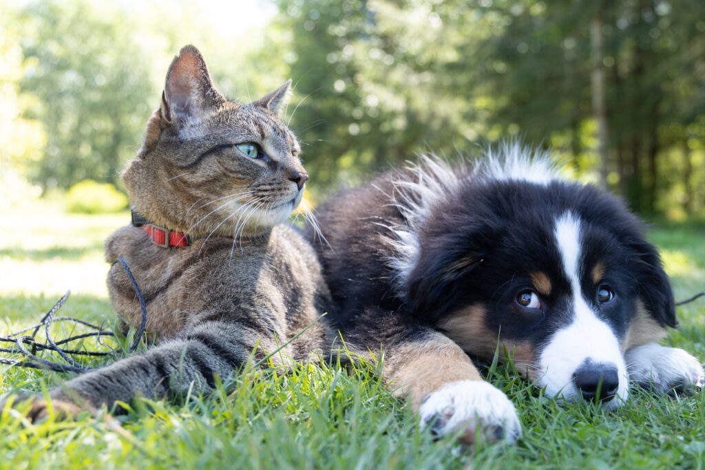 Cat and dog lying on grass