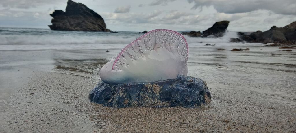 The Portuguese Man of War.