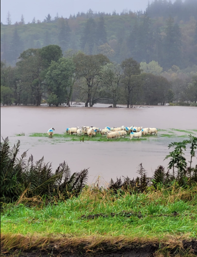 The sheep stranded on a patch of land