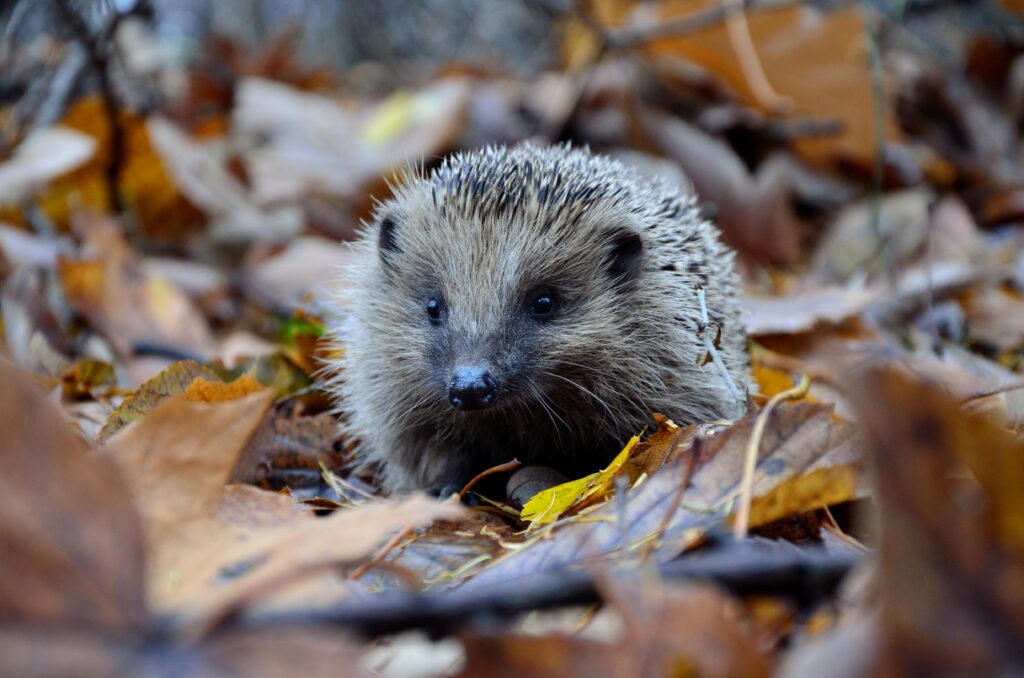 Hedgehog in leaves.