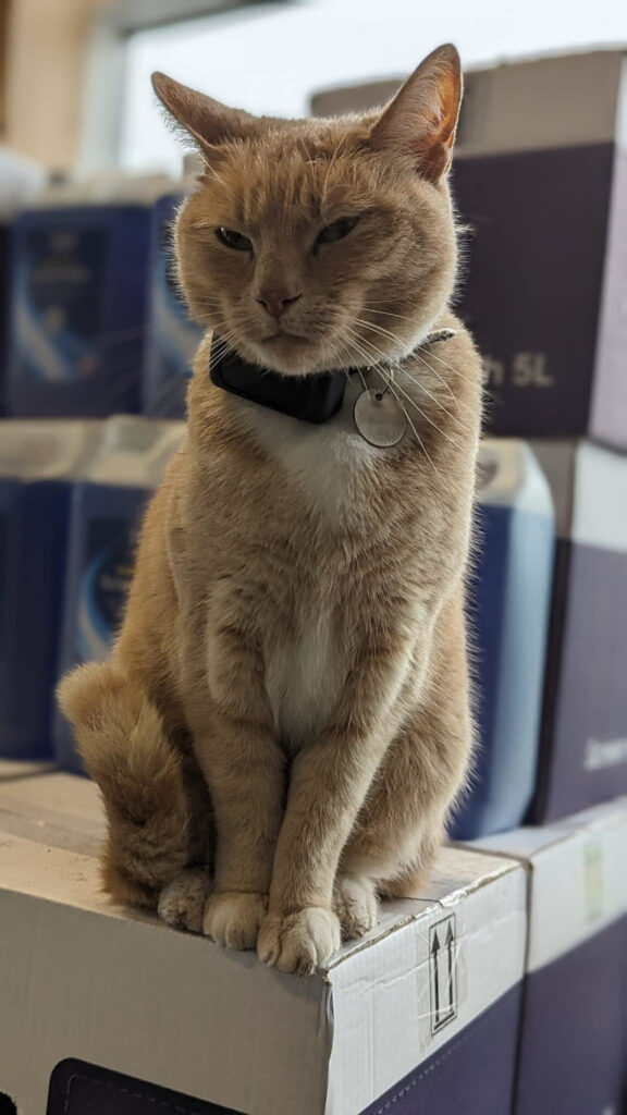 Lincoln the Tesco Cat.