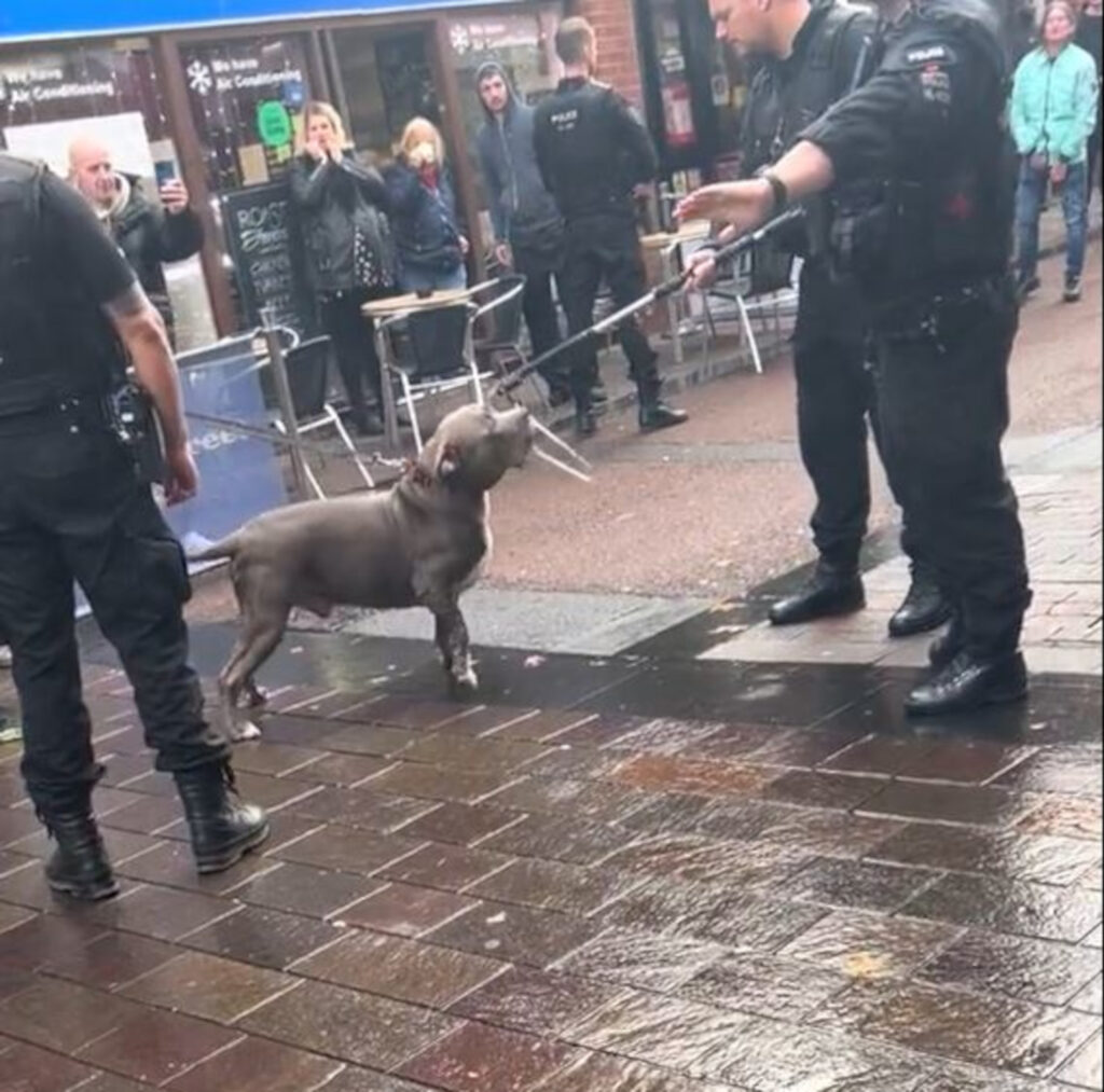 The dog calmly looking at police officers.