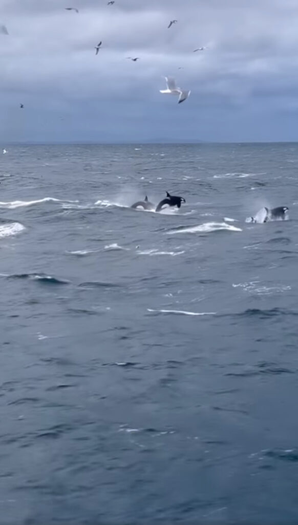 There appeared to be a large number of the killer whales in the pod.