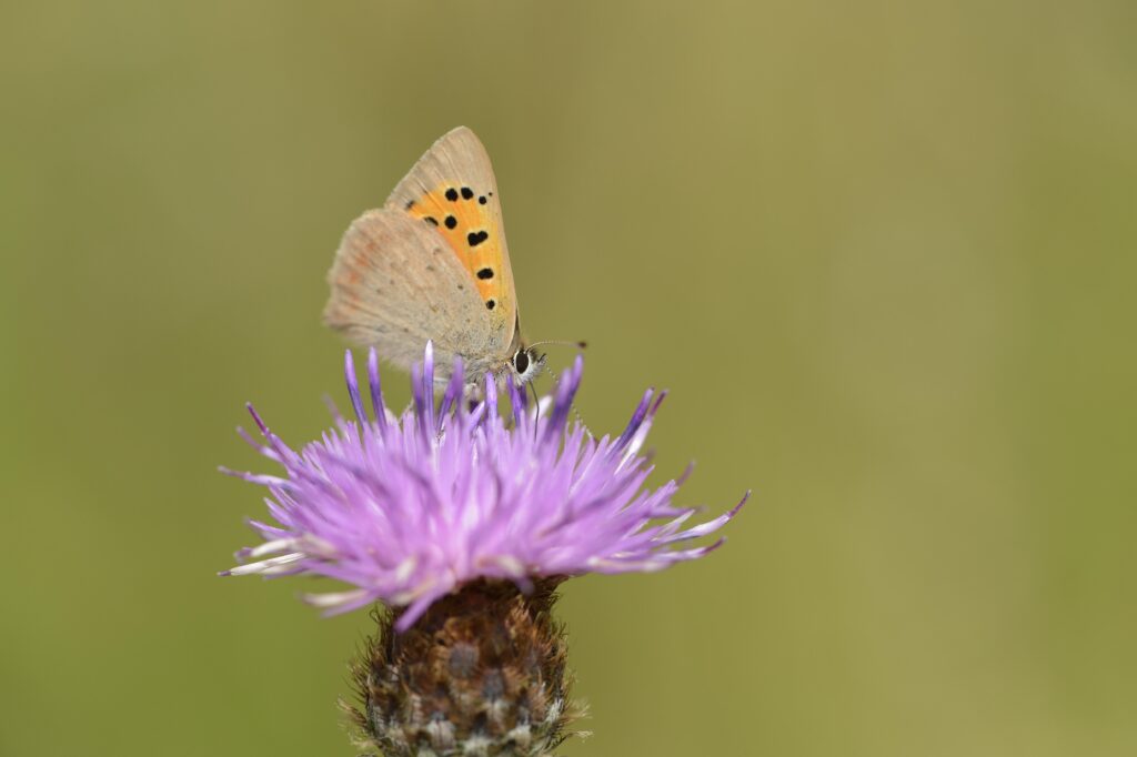 Image supplied with release by Nature Scot