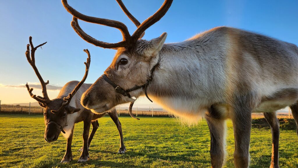 Two reindeer 