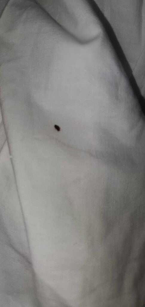 The bedbug Julie claims to have found.