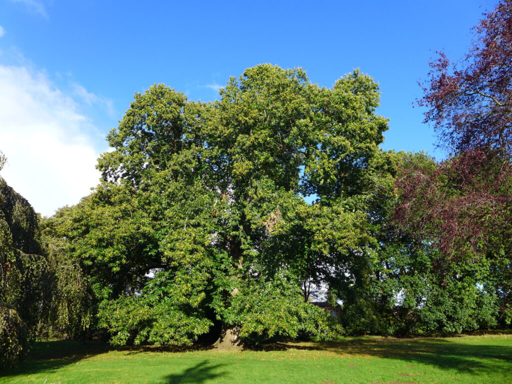 UK's Tree of the Year 2023 in Acton Park in Wrexham Wales.