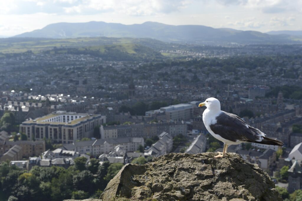 Lesser Black Backed Gull perched above Edinburgh.