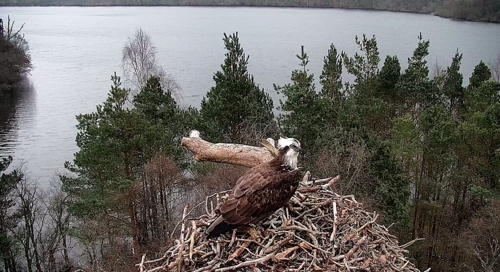 Female osprey NC0 building her nest by the Perthshire loch in time for breeding season.