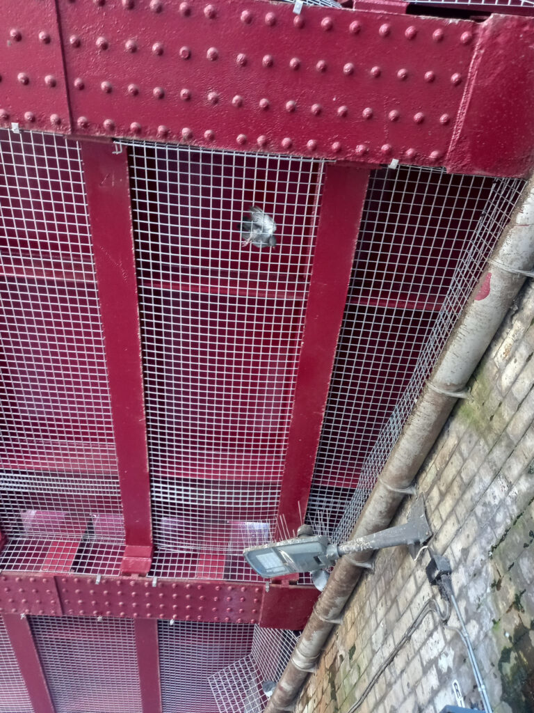 A pigeon stuck in the mesh.