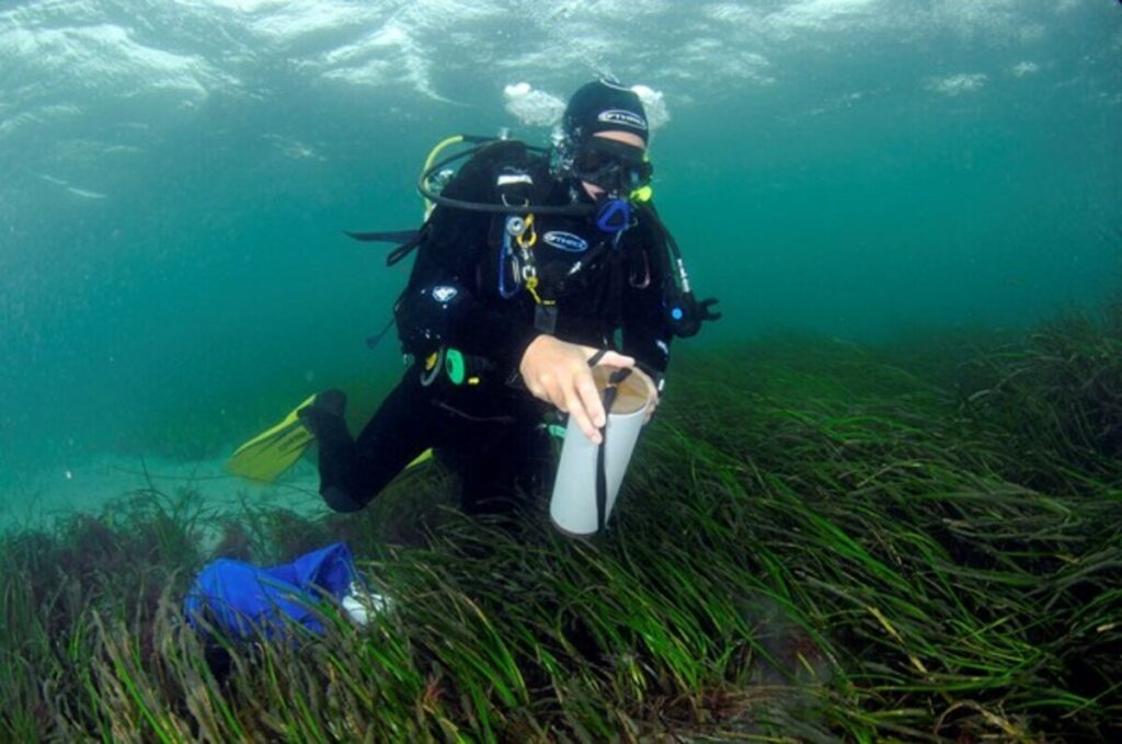 Diver collecting a sample of seagrass.