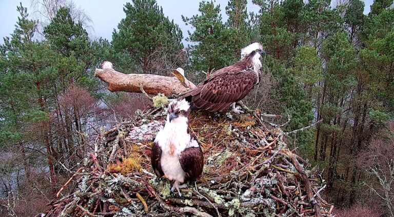 LM12 joins mate NC0 at nest at Loch of the Lowes Wildlife Reserve for breeding season.