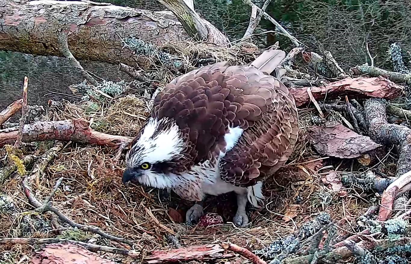 Osprey sits over her spotted egg in her nest. Image supplied with release by Scottish Wildlife Trust