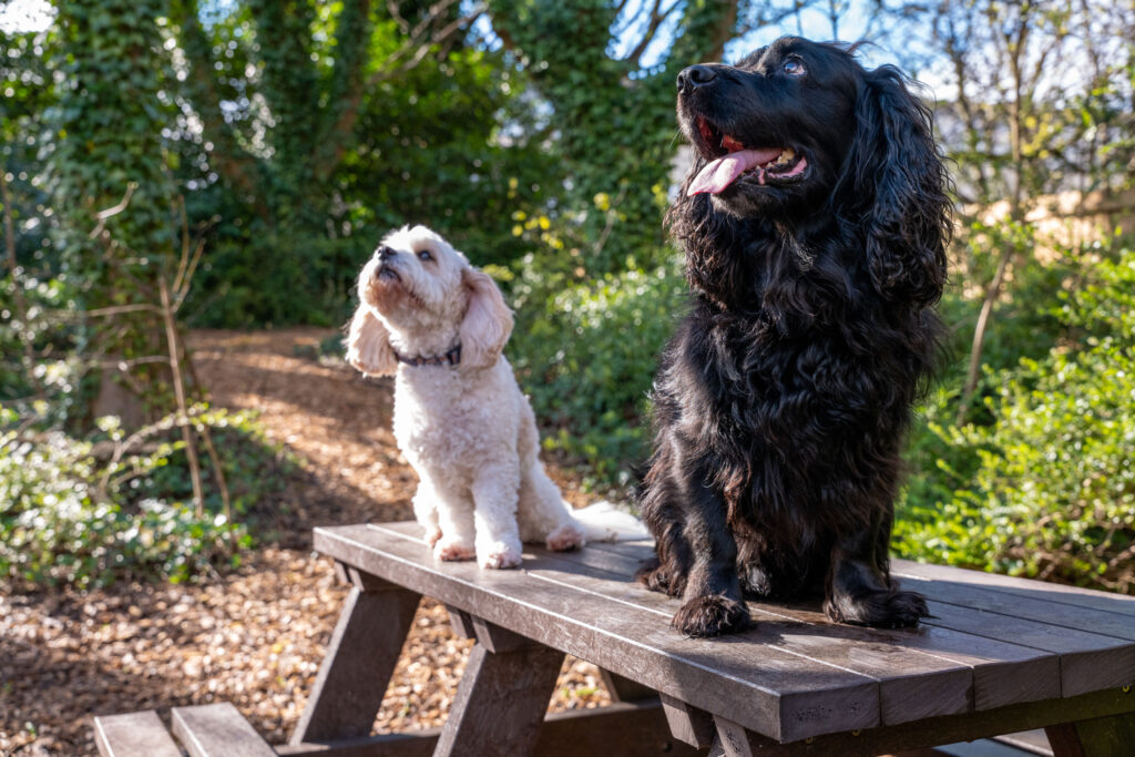 Two dogs smiling for a photo on a picnic table.