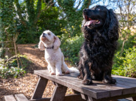 Two dogs smiling for a photo on a picnic table.
