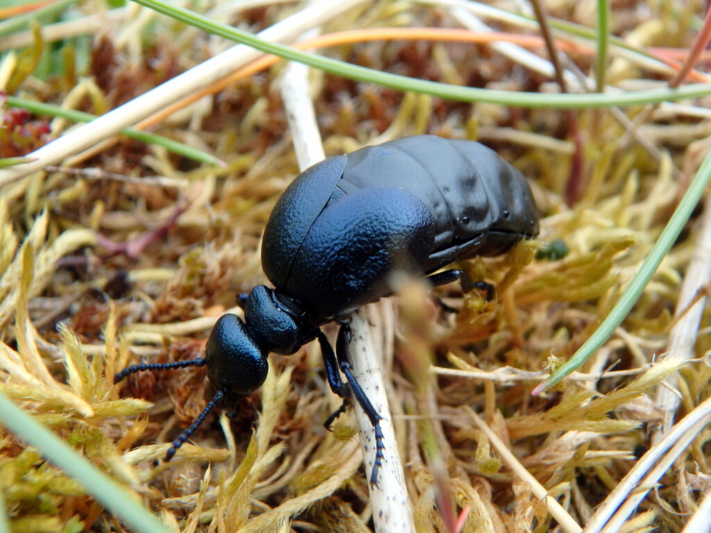 A Short-necked Oil Beetle crawling on a twig.