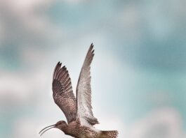 Curlew mid flight. (Image supplied with release by NatureScot)