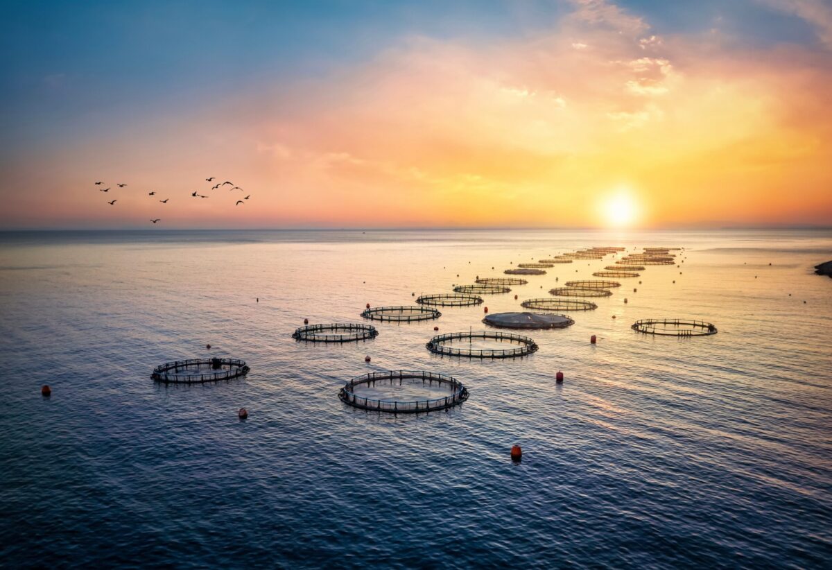 High angle aerial view of a fish farm in Lake Victoria
