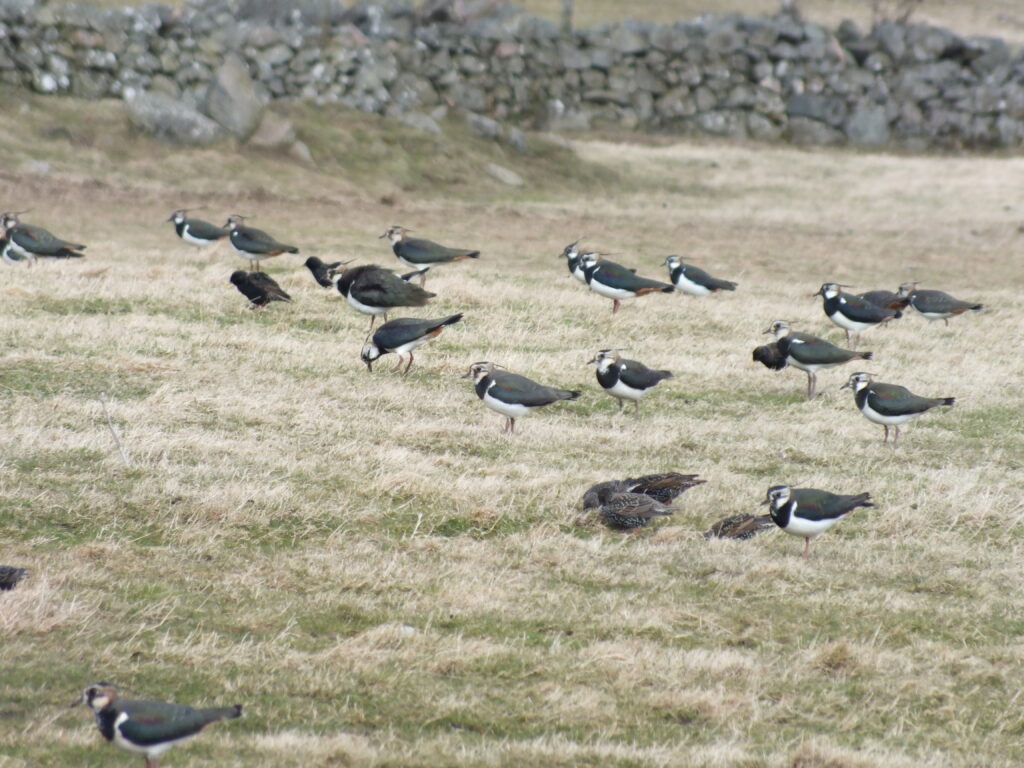 Lapwing flock, grazing on the grass (image supplied with release NatureScot)