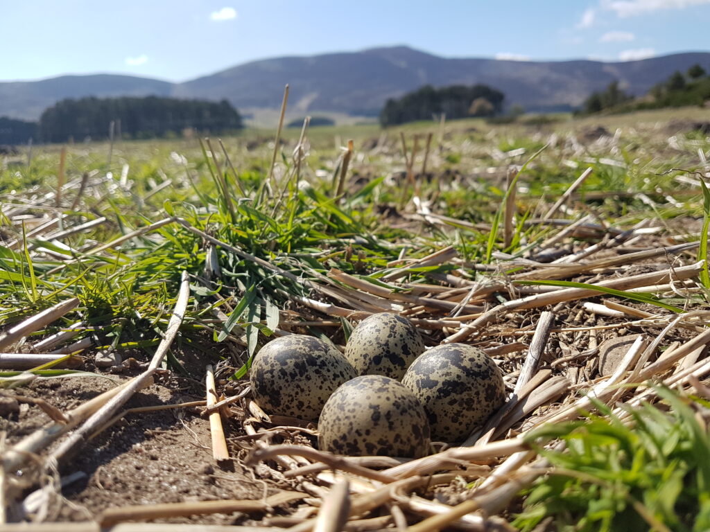Lapwing nest on the ground (image supplied with release by NatureScot)